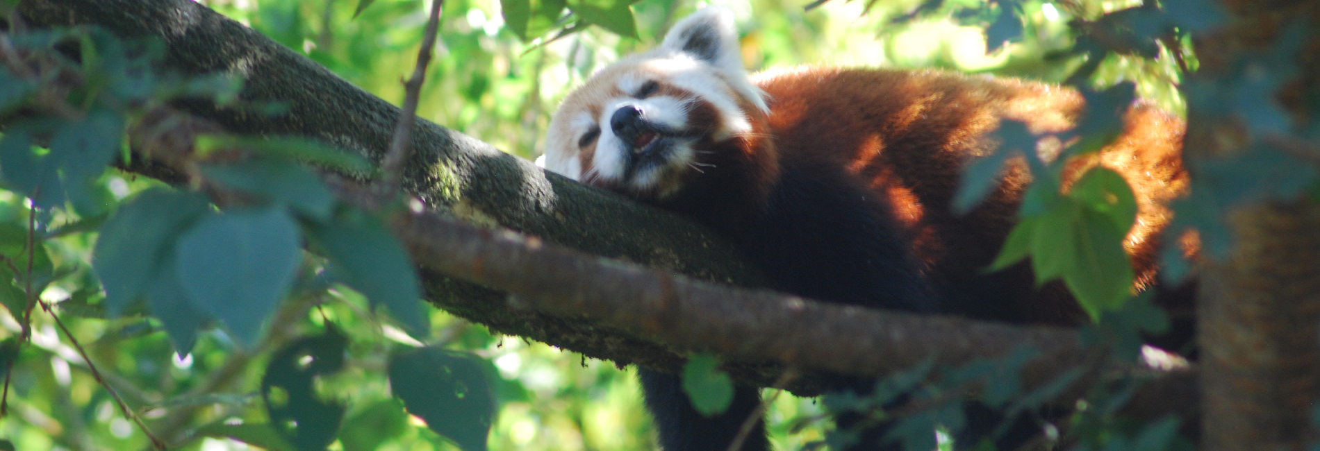 Pandas Roux - Parc Animalier d'Auvergne