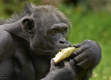 Un chimpanzé en train de manger au parc animalier Le PAL