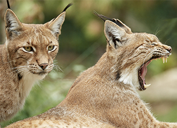 Lynx boréal : Le PAL présente le Lynx boréal, félidé carnivore