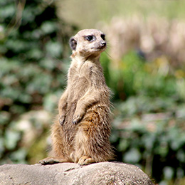 Un suricate sur une pierre au zoo Le PAL