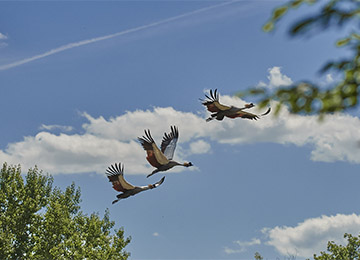 Trois grues couronnées en plein vol au parc animalier Le PAL