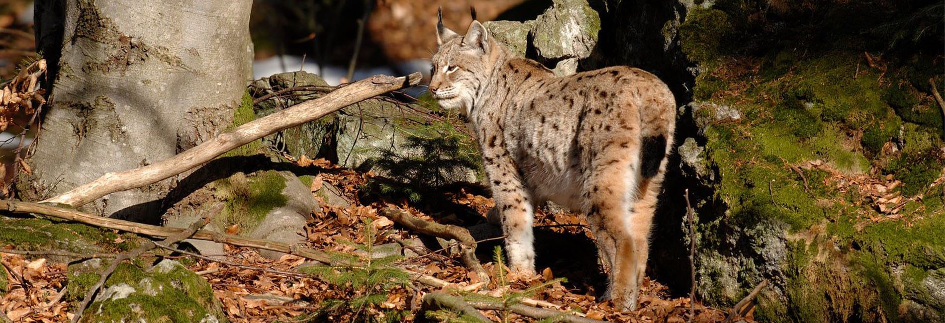 Un dialogue primordial sur les lynx - Le PAL zoo et parc d'attractions