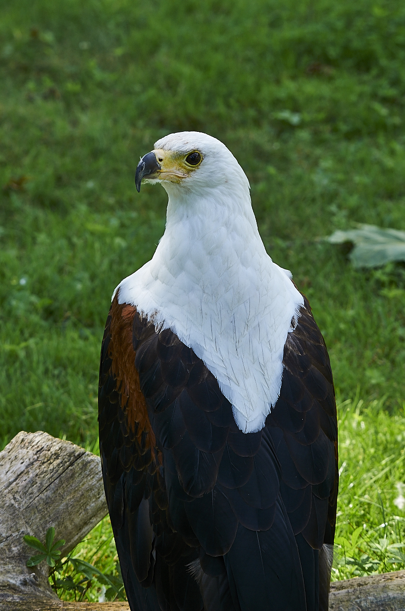 Le 24 Août 2022, Envolez-vous Avec Notre Famille De Rapaces ! - Le PAL ...