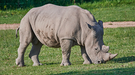 Mac, notre rhinocéros blanc