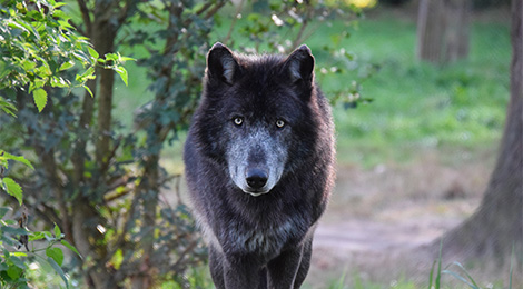 Loki, notre loup du Canada