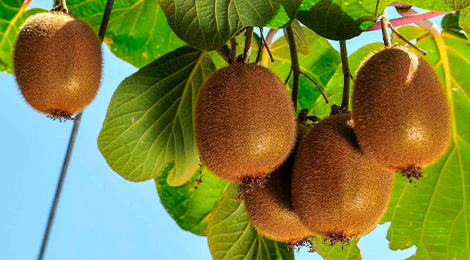 Arbre à kiwi