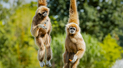 Les primates