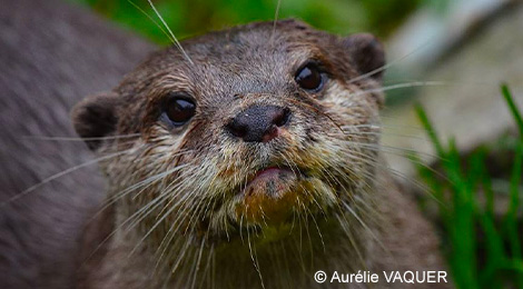 Loutre d'Asie