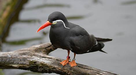 Drôles d'oiseaux