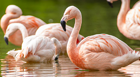 Drôles d'oiseaux