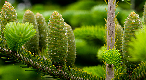 Sapin Nordmann