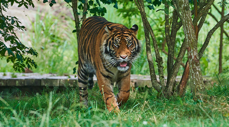 Les animaux venant d'Asie