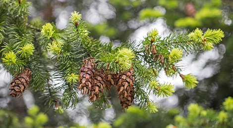 Sapin de Douglas