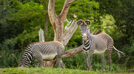 Les animaux venant d'Afrique