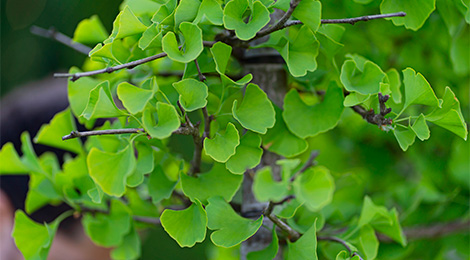 Arbre aux 40 écus